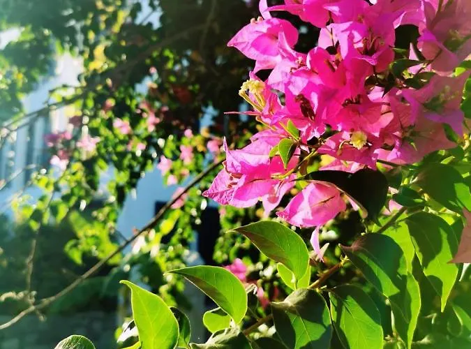 Ξενοδοχείο Savra Bodrum